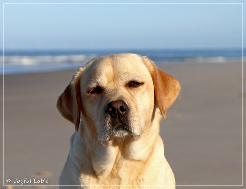 Joyful Lab's Flower Power Girl - Erna