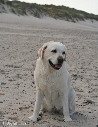 Greta - Joyful Labs Be Happy Girl