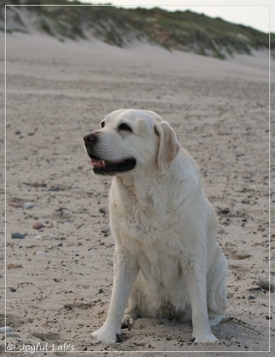 Greta - Joyful Labs Be Happy Girl