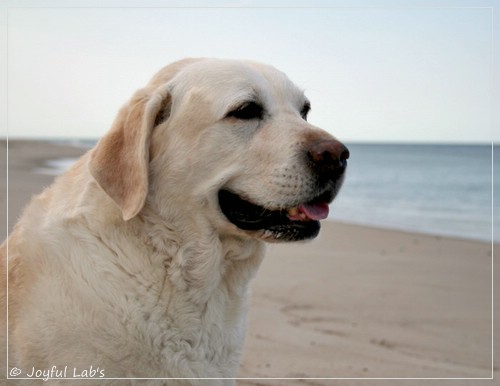 Greta - Joyful Labs Be Happy Girl