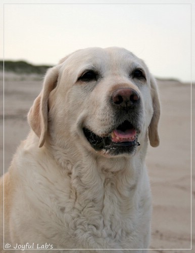 Greta - Joyful Labs Be Happy Girl