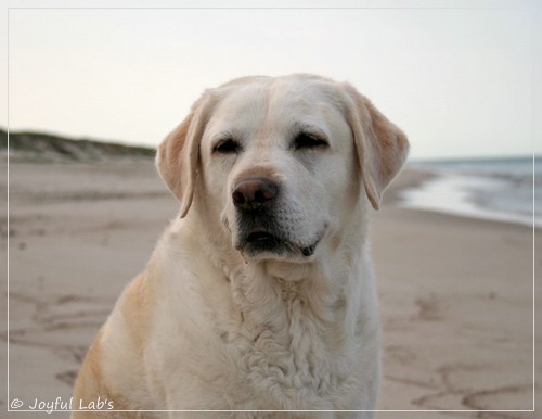 Greta - Joyful Labs Be Happy Girl