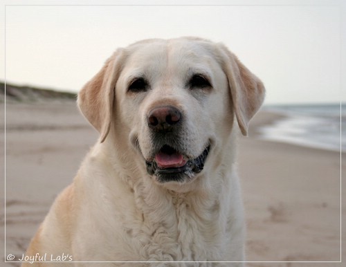 Greta - Joyful Labs Be Happy Girl