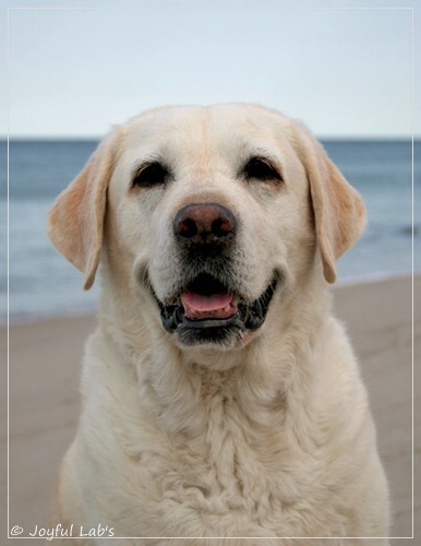 Greta - Joyful Labs Be Happy Girl