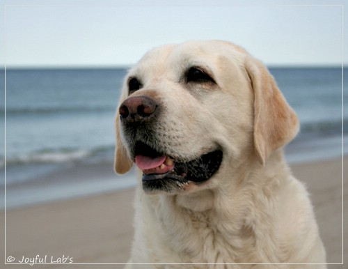 Greta - Joyful Labs Be Happy Girl