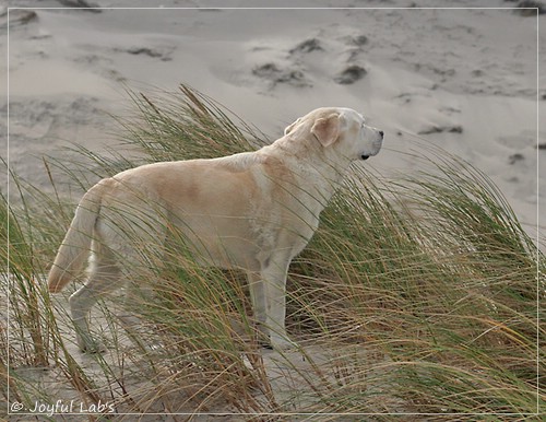 Greta - Joyful Labs Be Happy Girl