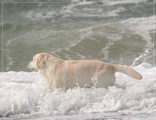 Greta - Joyful Lab´s Be Happy Girl