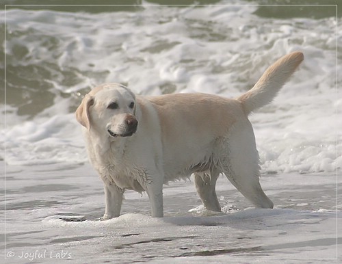 Greta - Joyful Lab´s Be Happy Girl