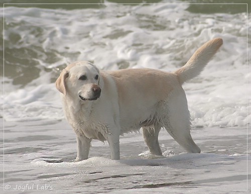 Greta - Joyful Labs Be Happy Girl