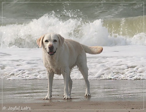 Greta - Joyful Lab´s Be Happy Girl