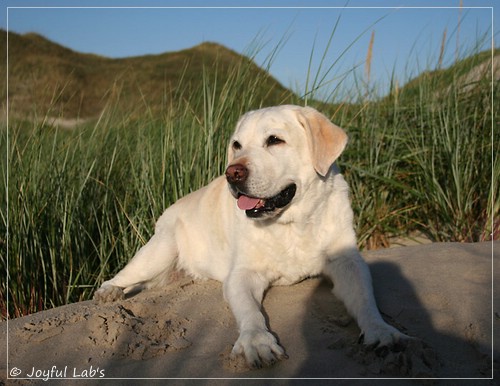 Greta - Joyful Labs Be Happy Girl