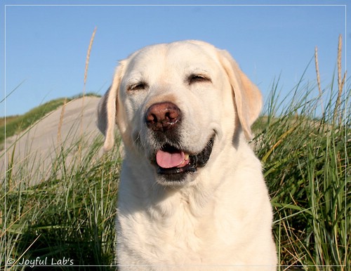 Greta - Joyful Lab´s Be Happy Girl