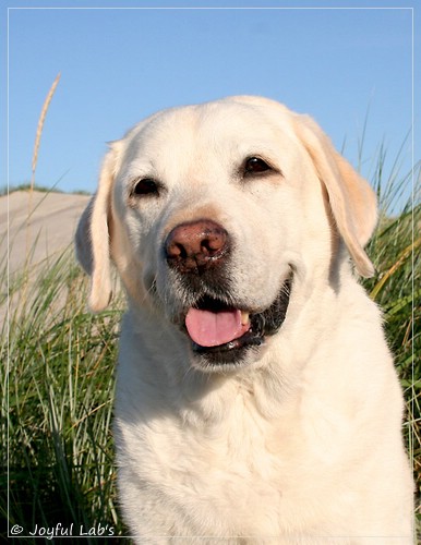 Greta - Joyful Lab´s Be Happy Girl Greta - Joyful Lab´s Be Happy Girl