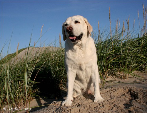 Greta - Joyful Labs Be Happy Girl