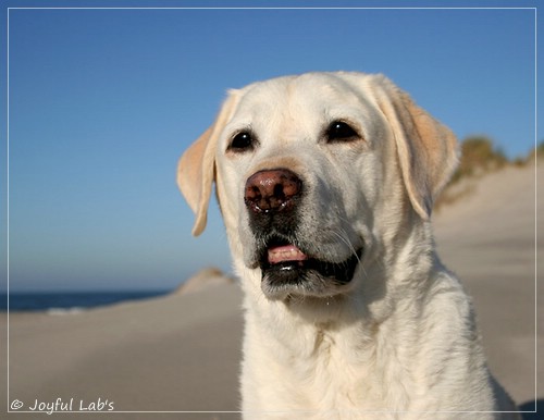 Greta - Joyful Lab´s Be Happy Girl
