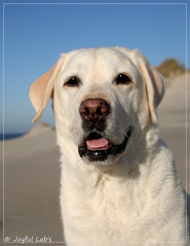 Greta - Joyful Lab´s Be Happy Girl Greta - Joyful Lab´s Be Happy Girl