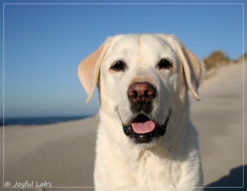Greta - Joyful Lab´s Be Happy Girl