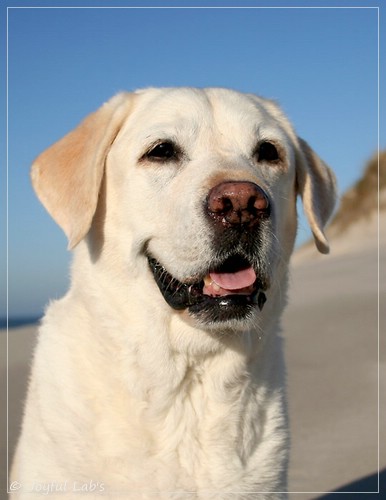Greta - Joyful Lab´s Be Happy Girl Greta - Joyful Lab´s Be Happy Girl