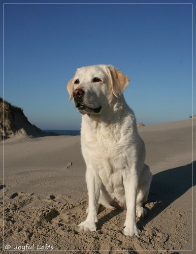 Greta - Joyful Lab´s Be Happy Girl