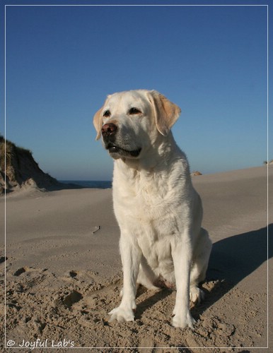 Greta - Joyful Labs Be Happy Girl