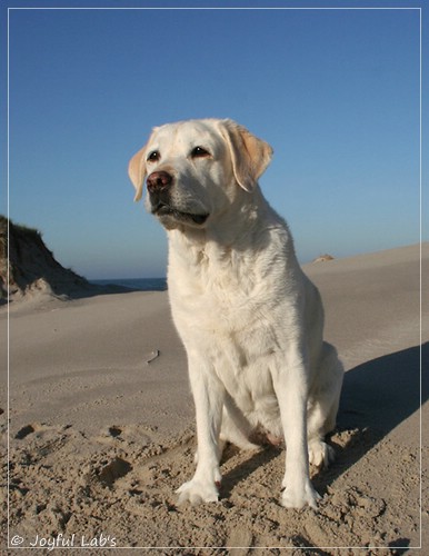 Greta - Joyful Lab´s Be Happy Girl