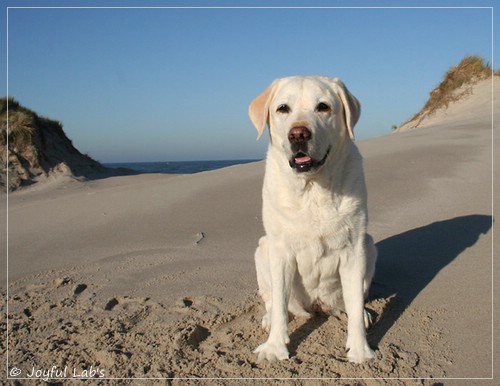 Greta - Joyful Labs Be Happy Girl