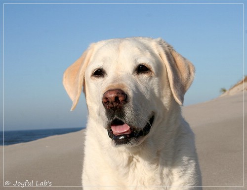 Greta - Joyful Lab´s Be Happy Girl