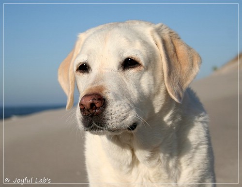 Greta - Joyful Lab´s Be Happy Girl