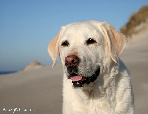 Greta - Joyful Lab´s Be Happy Girl