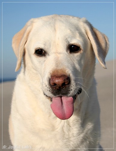 Greta - Joyful Lab´s Be Happy Girl Greta - Joyful Lab´s Be Happy Girl