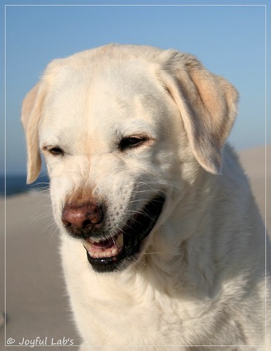 Greta - Joyful Lab´s Be Happy Girl Greta - Joyful Lab´s Be Happy Girl