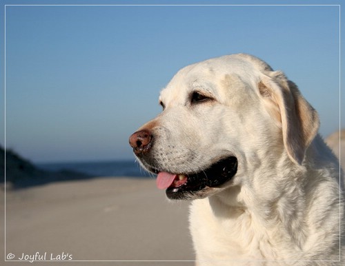 Greta - Joyful Lab´s Be Happy Girl