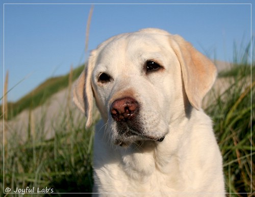 Greta - Joyful Lab´s Be Happy Girl