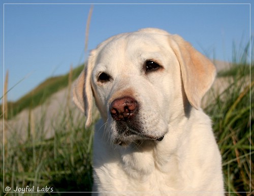 Greta - Joyful Labs Be Happy Girl