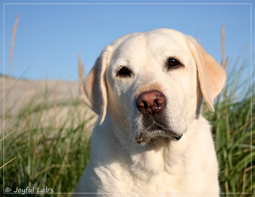 Greta - Joyful Labs Be Happy Girl