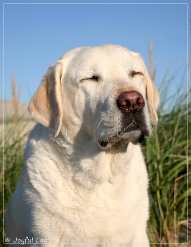 Greta - Joyful Lab´s Be Happy Girl Greta - Joyful Lab´s Be Happy Girl