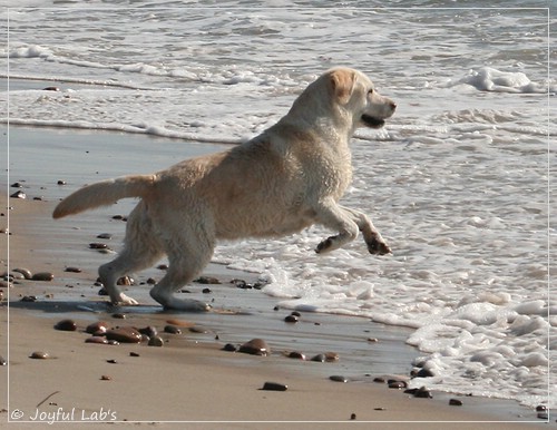 Greta - Joyful Labs Be Happy Girl