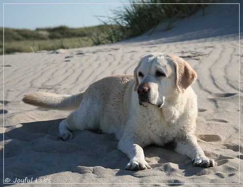 Greta - Joyful Labs Be Happy Girl