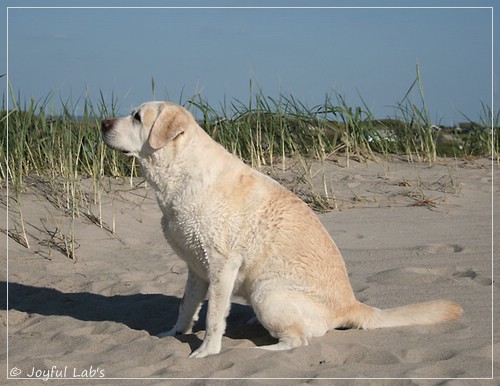 Greta - Joyful Labs Be Happy Girl