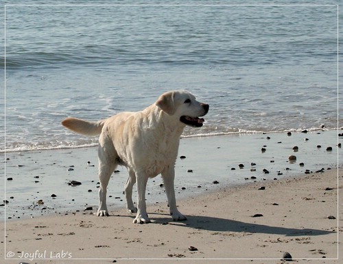 Greta - Joyful Labs Be Happy Girl