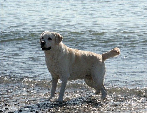 Greta - Joyful Labs Be Happy Girl