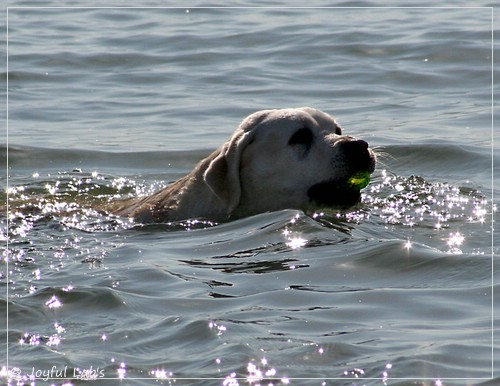 Greta - Joyful Labs Be Happy Girl