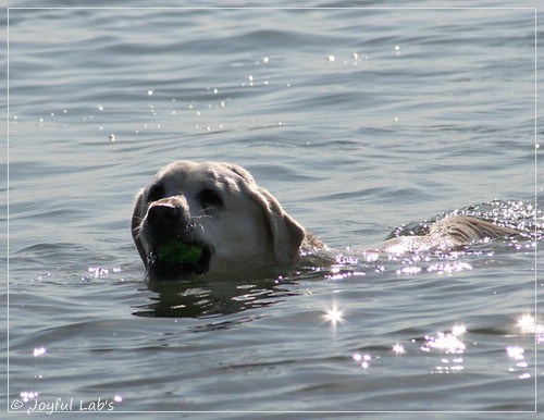 Greta - Joyful Labs Be Happy Girl