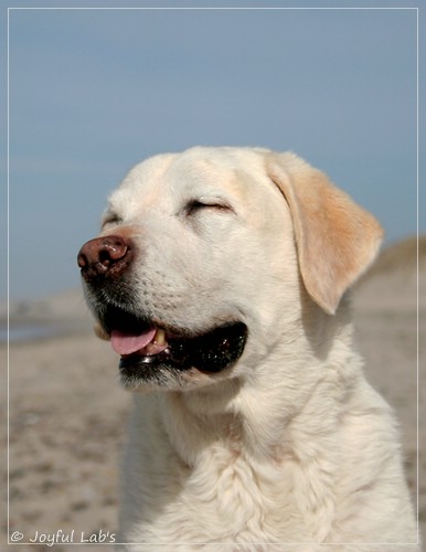 Greta - Joyful Labs Be Happy Girl