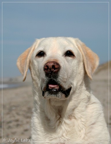 Greta - Joyful Labs Be Happy Girl