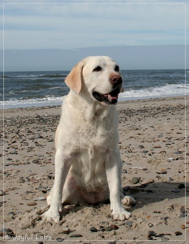 Greta - Joyful Labs Be Happy Girl