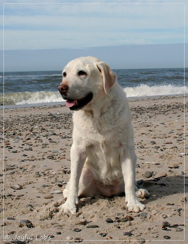 Greta - Joyful Labs Be Happy Girl