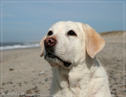 Greta - Joyful Labs Be Happy Girl