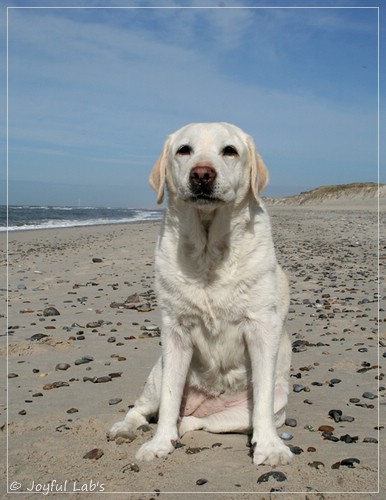 Greta - Joyful Lab´s Be Happy Girl Greta - Joyful Lab´s Be Happy Girl