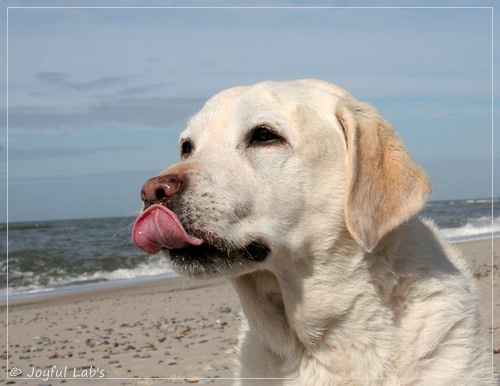 Greta - Joyful Labs Be Happy Girl